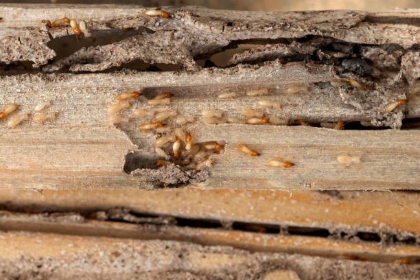 Best Ant Control Services  in Pojoaque, NM