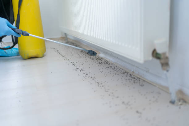 Best Ant Control Services  in Pojoaque, NM