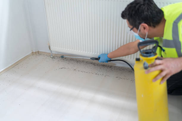 Best Termite Control Services  in Pojoaque, NM